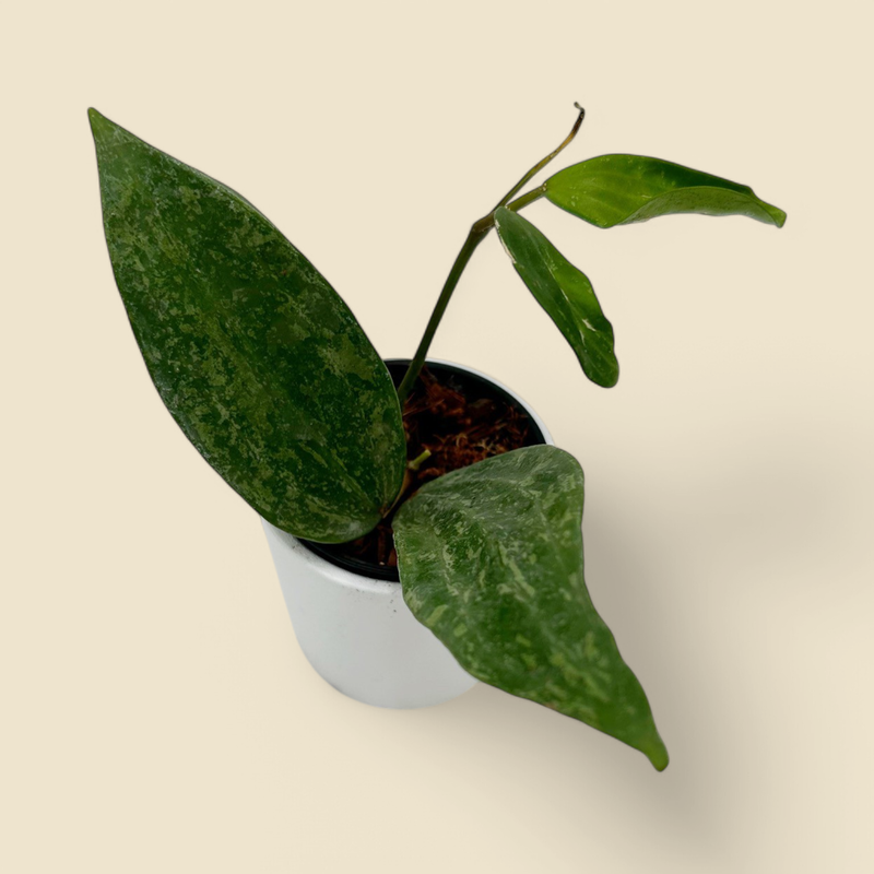 HOYA SP. ‘RANGSAAN SPLASH’ 2.75”
