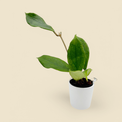 HOYA SP. ‘SARAWAK’ 2.75”