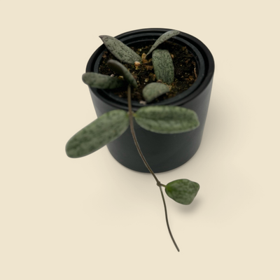 HOYA SIGILLATIS 4"