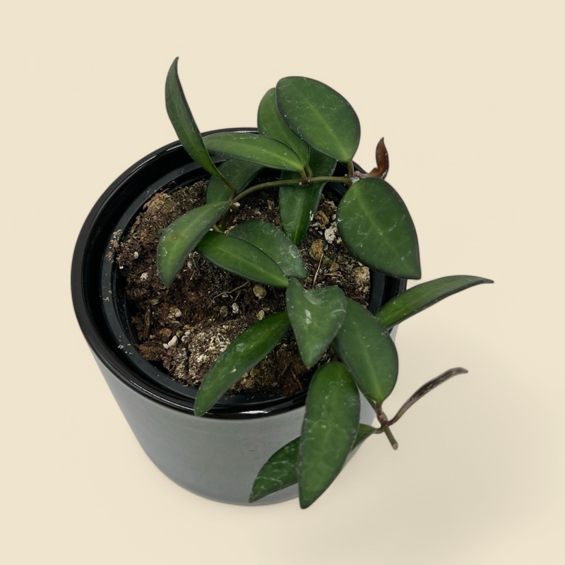 HOYA ROSITA (rosita hoya) 4”