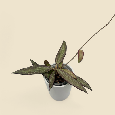 HOYA SP. LOEI PROVINCE (Loei Province hoya) 3”