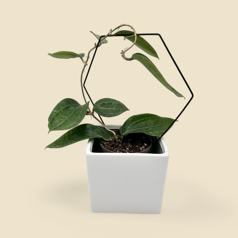 HOYA SULAWESII 5”