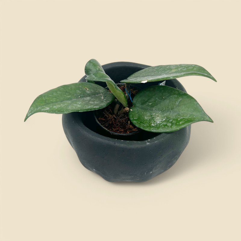 HOYA WAT DOI TOUNG 2.75"