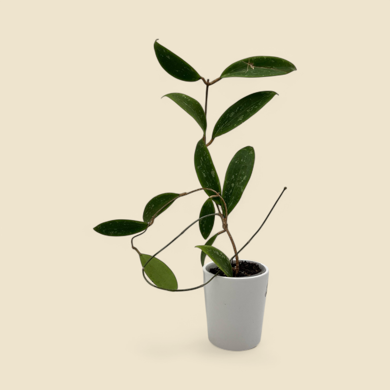 HOYA WIBERGIAE (wax plant) 3.5”