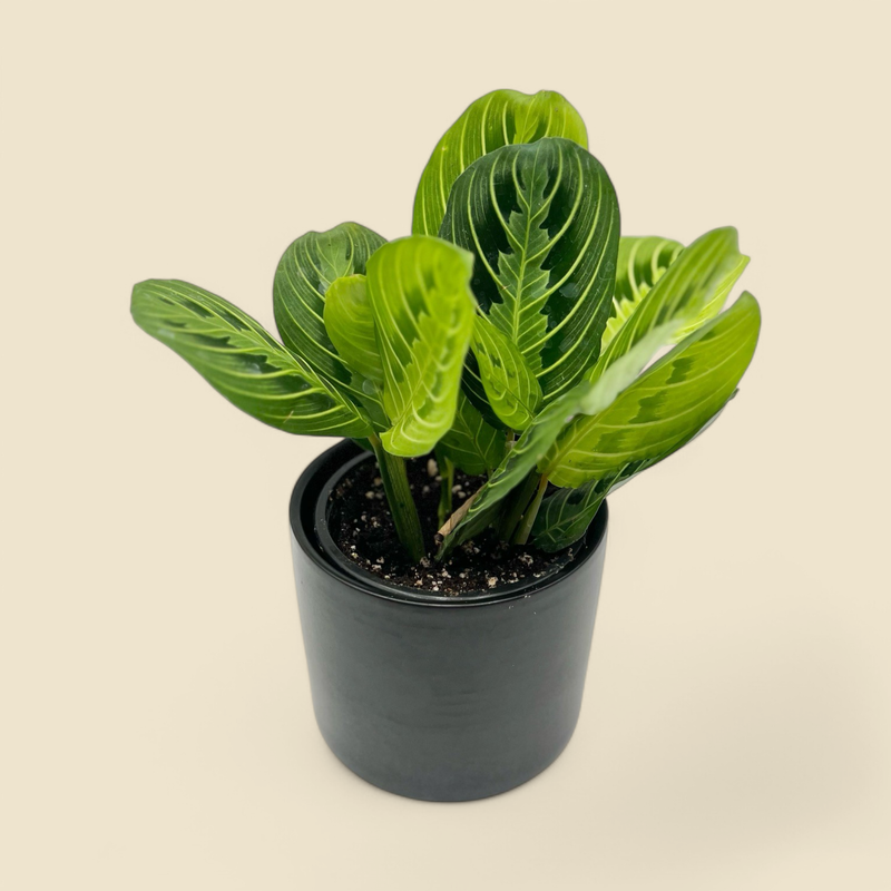MARANTA LEUCONEURA ‘LEMON LIME’ (lemon lime prayer plant) 4”