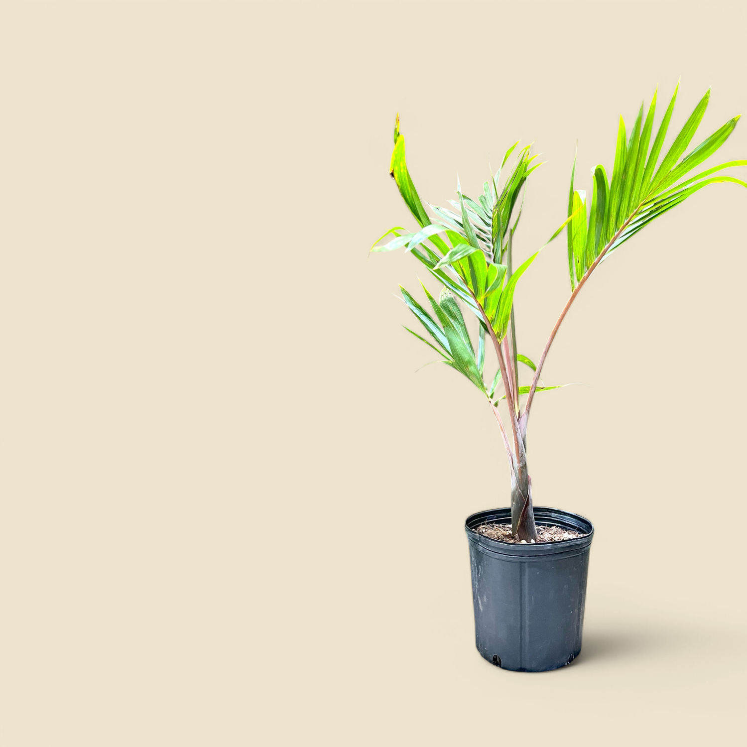 HYOPHORBE LAGENICAULIS (bottle palm) 10”