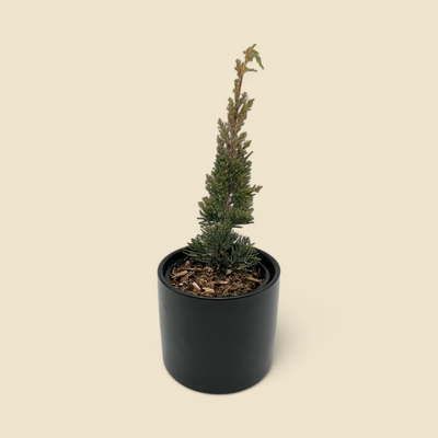 JUNIPERUS CHINENSIS ‘SHIMPAKU FUDU’ (shimpaku juniper) 4”