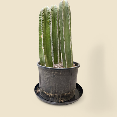 LOPHOCEREUS MARGINATUS (Mexican fence post cactus) 12”