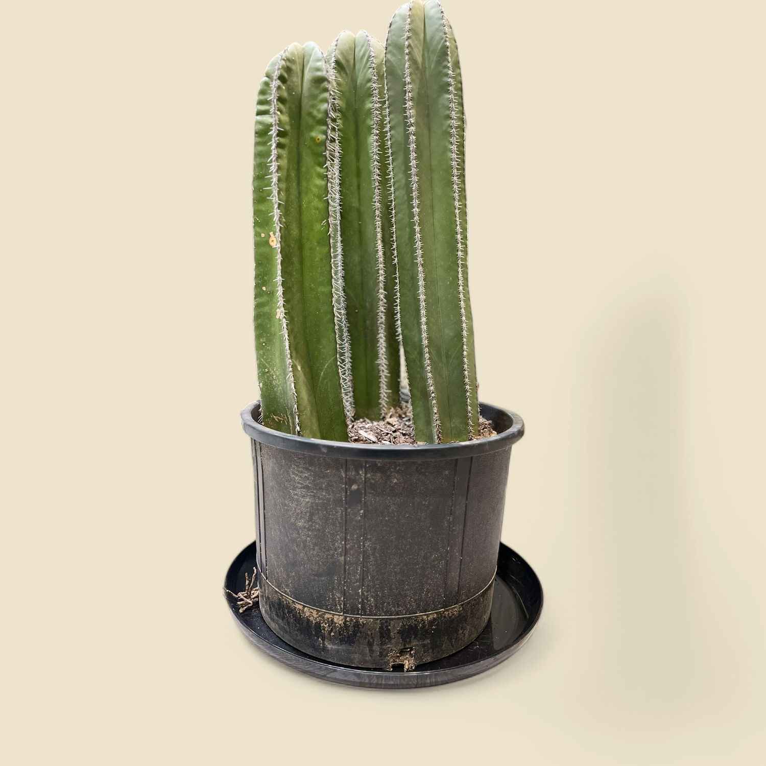 LOPHOCEREUS MARGINATUS (Mexican fence post cactus) 12”