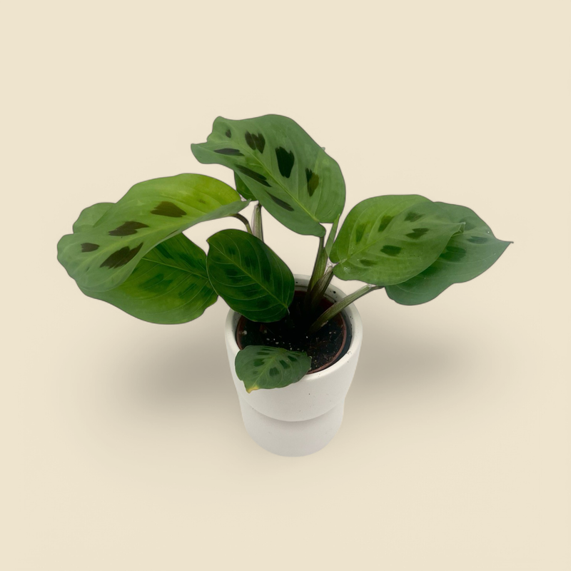 MARANTA LEUCONEURA (green prayer plant) 2.25”