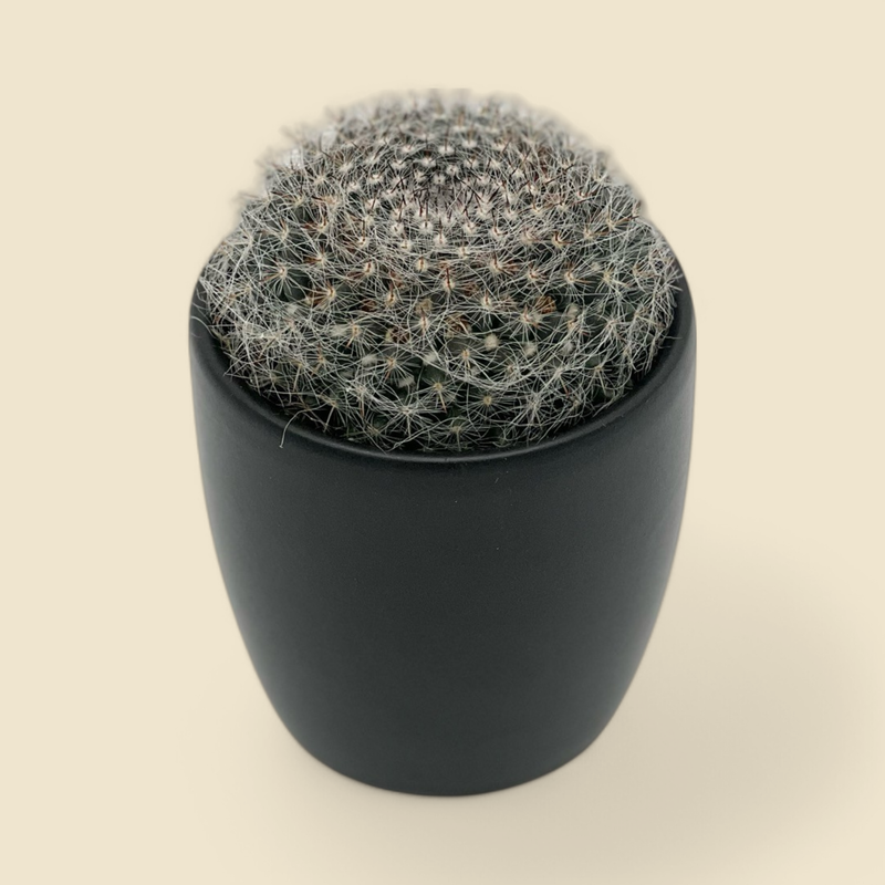 MAMMILLARIA HAHNIANA (old lady cactus) 2.5”