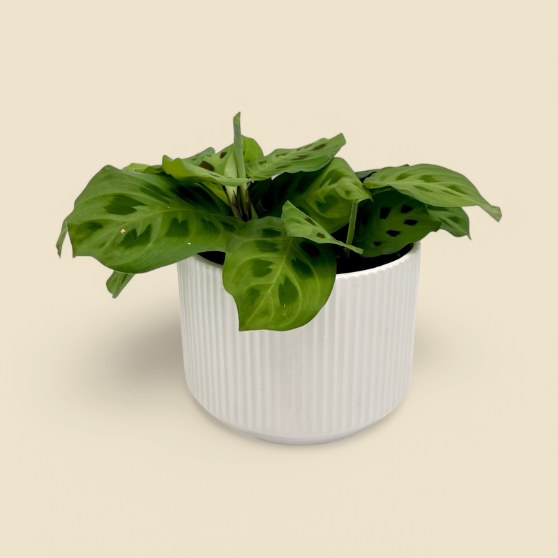 MARANTA LEUCONEURA (green prayer plant) 6”