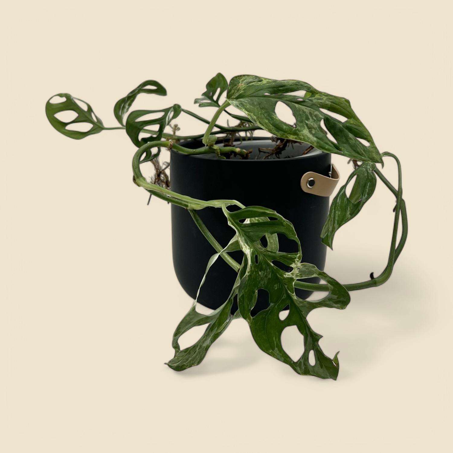 MONSTERA ADANSONII ‘VARIEGATA INDO’ (variegated adansonii monstera) 6”