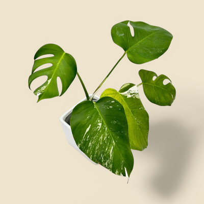 MONSTERA DELICIOSA ‘ALBO LOW VARIEGATION’ (low variegation albo monstera) 8"