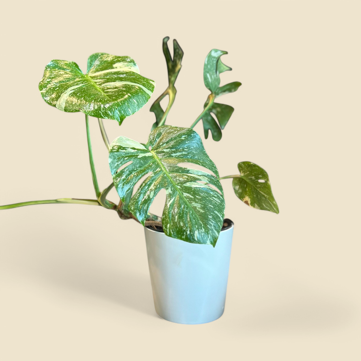 MONSTERA DELICIOSA ‘THAI CONSTELLATION’ (thai constellation monstera) 8”