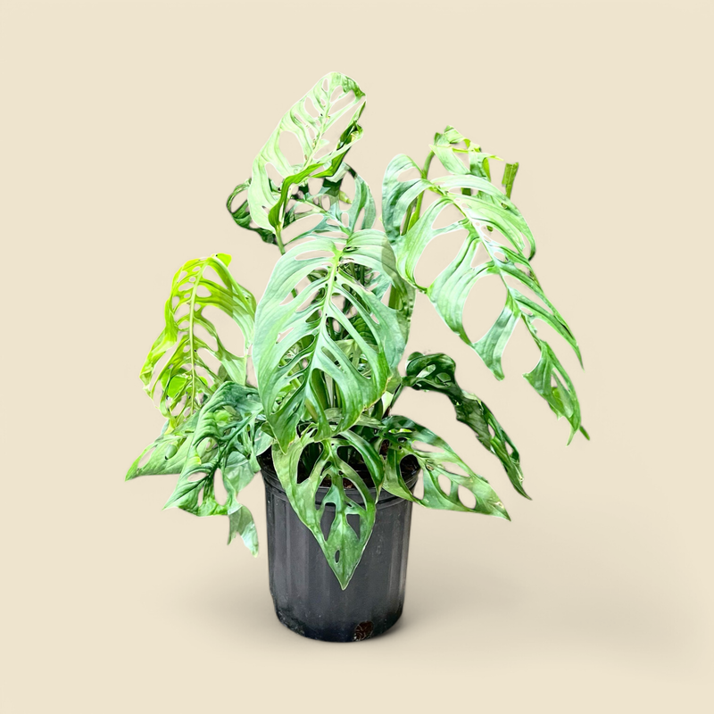 MONSTERA ESQUELETTO (esqueleto monstera) 10”