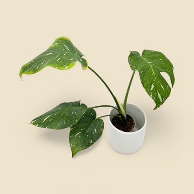 MONSTERA DELICIOSA ‘THAI CONSTELLATION’ 4.5”
