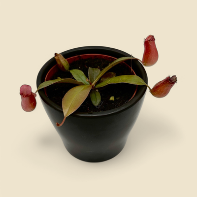 NEPENTHES BLOODY MARY (pitcher plant) 4”