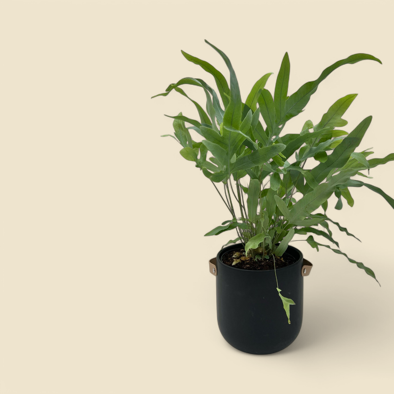 PHLEBODIUM AUREUM (blue star fern) 6”