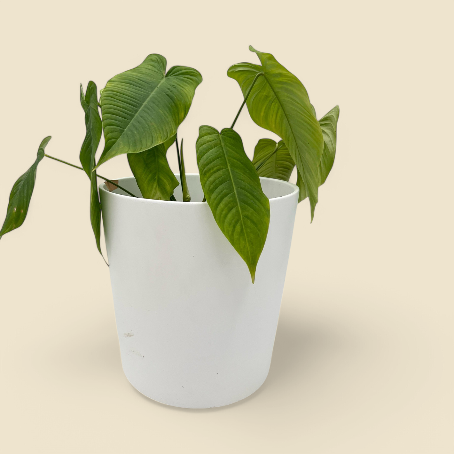 PHILODENDRON TENUE (delicate philodendron) 7”
