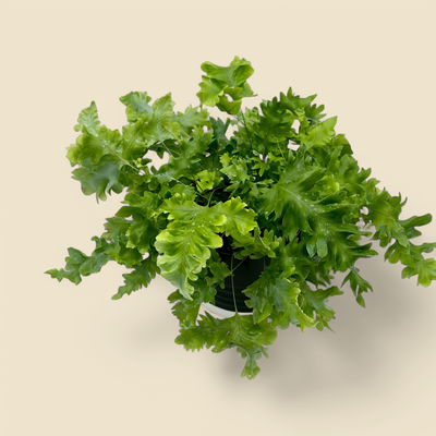 PHLEBODIUM AUREUM ‘DAVANA’ (blue star fern davana) 6”