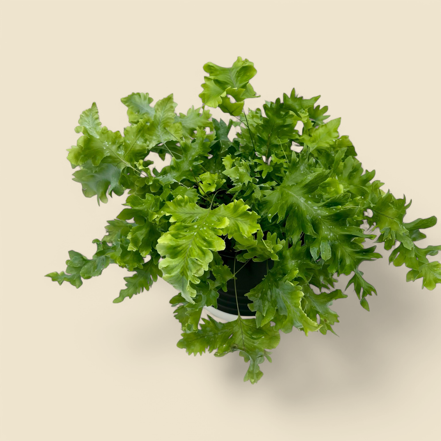 PHLEBODIUM AUREUM ‘DAVANA’ (blue star fern davana) 6”