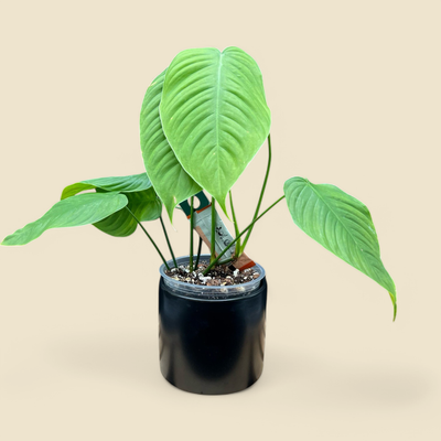 PHILODENDRON TENUE (slim philodendron) 4.5”