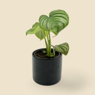 PHILODENDRON MAMEI (mamei philodendron) 4”