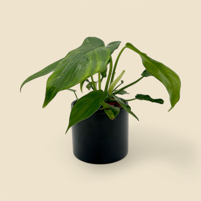 PHILODENDRON GOLDEN DRAGON (golden dragon philodendron) 4”