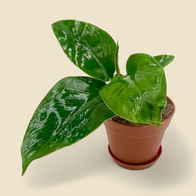 PHILODENDRON HEDERACEUM (heartleaf philodendron) 6”