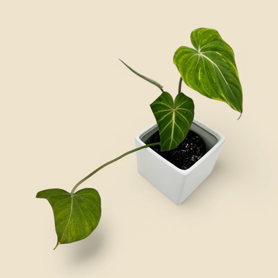 PHILODENDRON GLORIOSUM (gloriosum philodendron) 6”