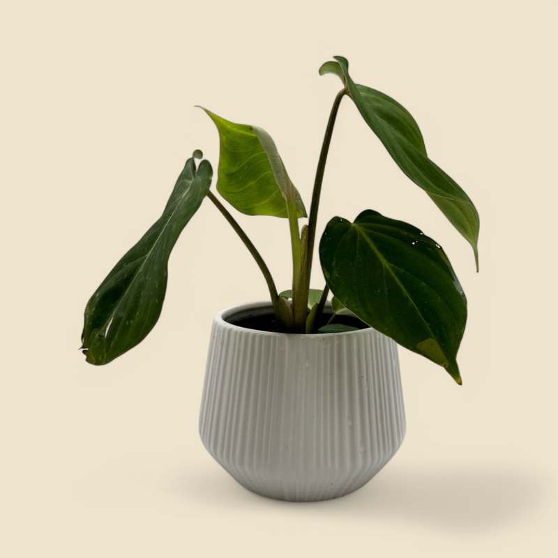 PHILODENDRON GLORIOSUM (gloriosum philodendron) 4”