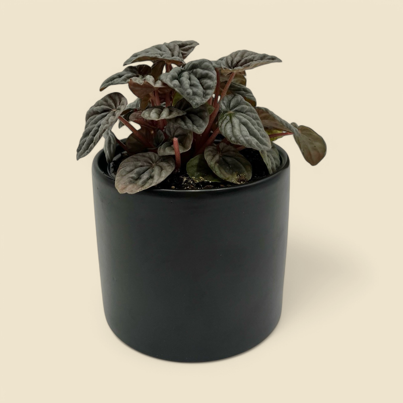 PEPEROMIA CAPERATA SILVER (silver ripple peperomia) 4”