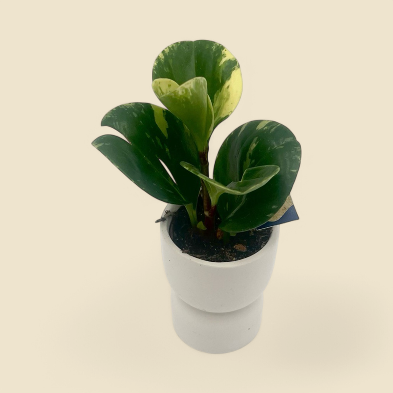PEPEROMIA OBTUSIFOLIA VARIEGATA (baby rubber plant) 2"
