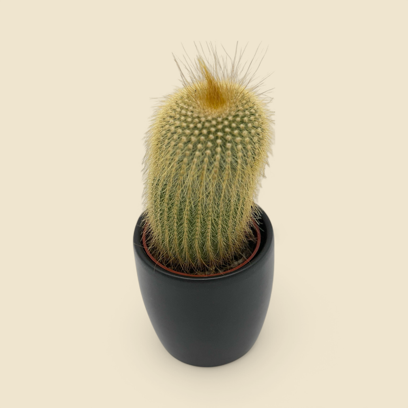 PARODIA HASELBERGII SUBSP. GRAESSNERI (scarlet ball cactus) 2.5”