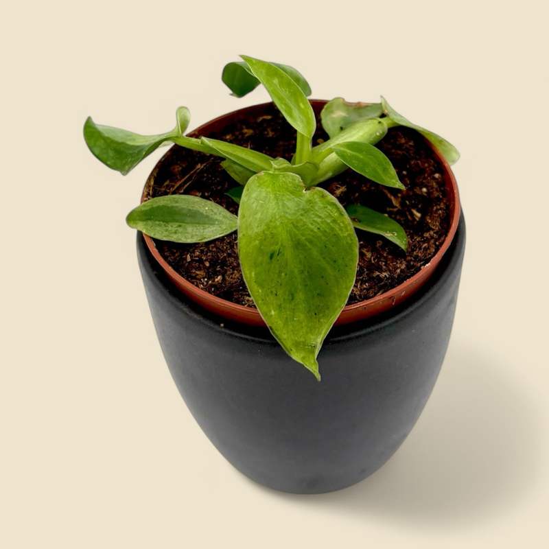 PHILODENDRON ‘JOSE BUONO’ (variegated jose buono philodendron) 3”