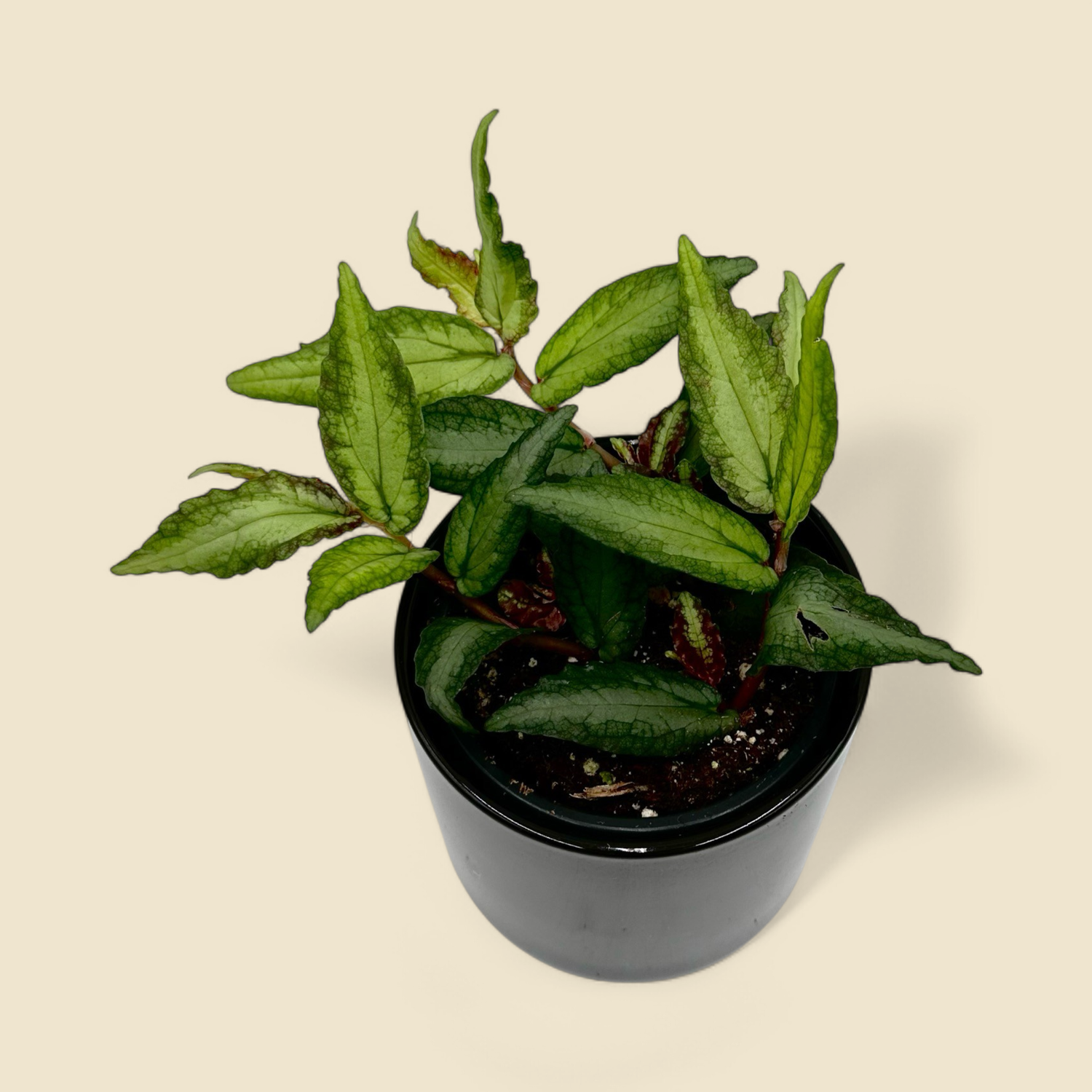 PELLIONIA REPENS (trailing watermelon begonia) 4”