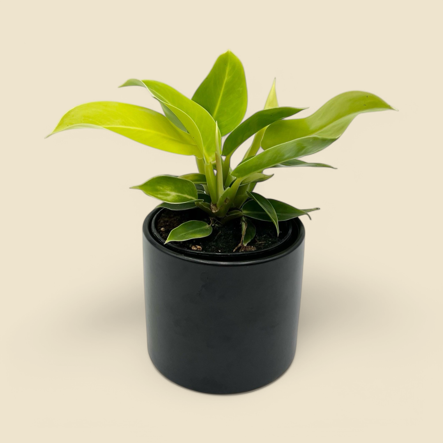 PHILODENDRON MOONLIGHT (moonlight philodendron) 4”