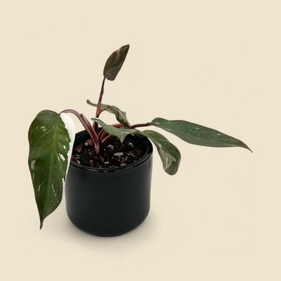 PHILODENDRON RED ANDERSON (red anderson philodendron) 5”