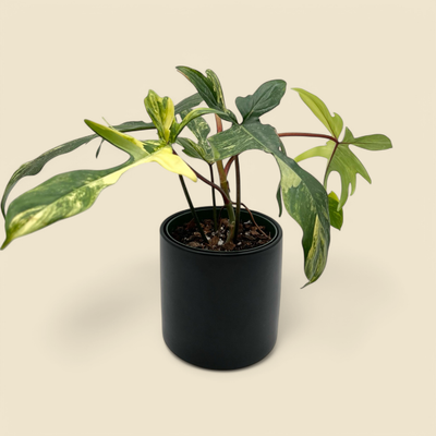 PHILODENDRON ‘FLORIDA BEAUTY’ (florida beauty philodendron) 6”