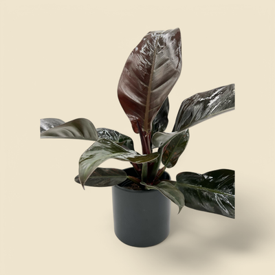 PHILODENDRON ‘IMPERIAL RED’ (imperial red philodendron) 6”