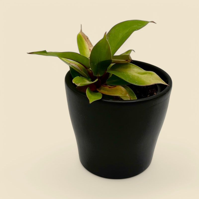 PHILODENDRON PRINCE OF ORANGE (prince of orange philodendron) 4”