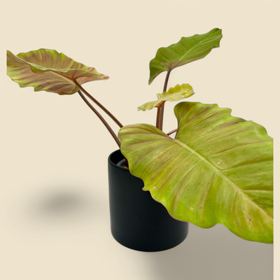 PHILODENDRON ‘RING OF FIRE’ (variegated philodendron) 6”