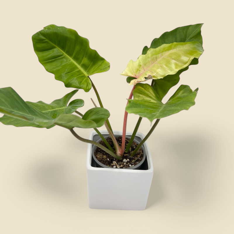 PHILODENDRON 'SNOWDRIFT' (snowdrift philodendron) 5.5"