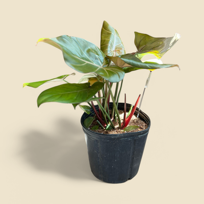 PHILODENDRON SUMMER GLORY (summer glory philodendron) 10”