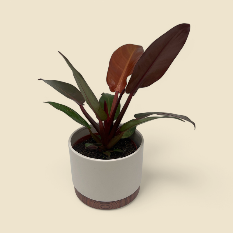 PHILODENDRON SUN RED (sun red philodendron) 6”