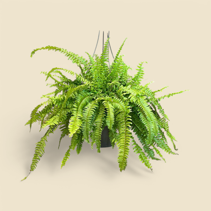 NEPHROLEPIS EXALTATA (boston fern) 12” hanging basket
