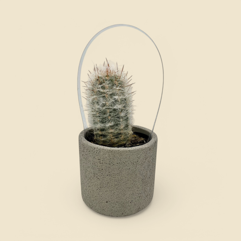 OREOCEREUS TROLII 4"
