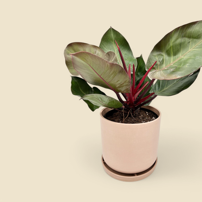 PHILODENDRON ‘MCCOLLEY’S FINALE’ (mccolley’s finale philodendron) 8”