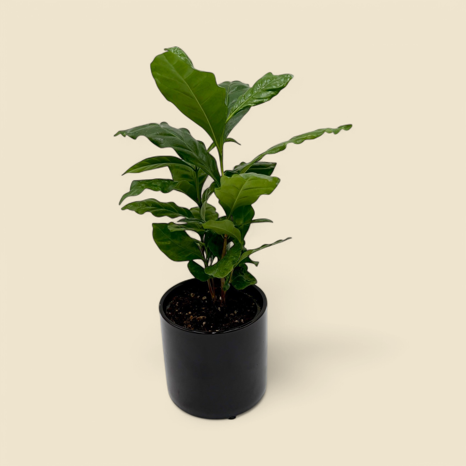 COFFEA ARABICA (coffee plant) 4”